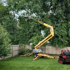 Best Tree Disease Treatment  in West Hollywood, CA