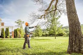 Best Arborist Consultation Services  in West Hollywood, CA