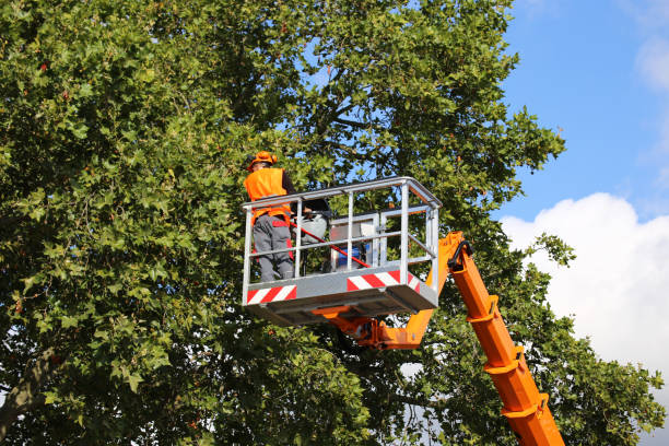  West Hollywood, CA Tree Services Pros