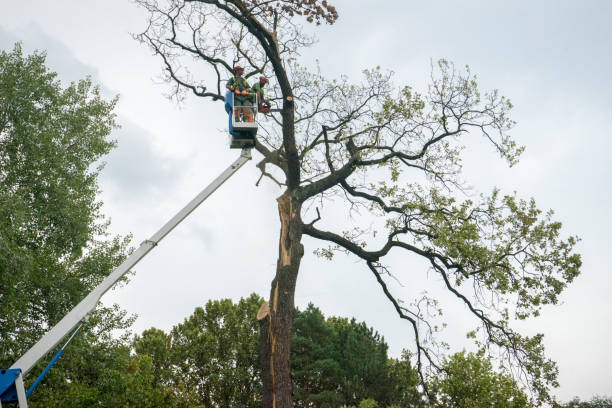 Best Tree Trimming and Pruning  in West Hollywood, CA